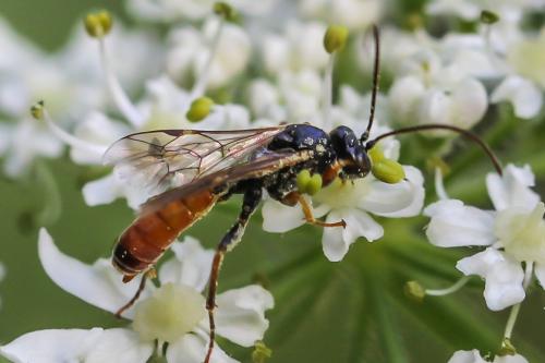 Tryphon sp.
